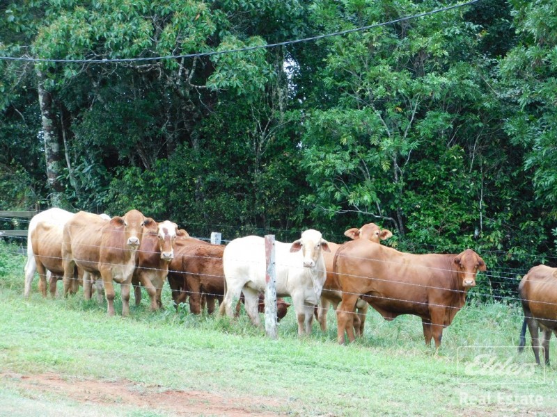 Millaa Millaa QLD 4886