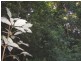 Malanda QLD 4885