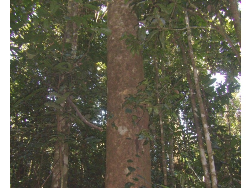 Malanda QLD 4885