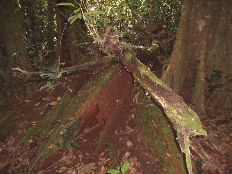 Malanda QLD 4885