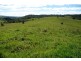 Millaa Millaa QLD 4886