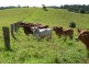 Millaa Millaa QLD 4886
