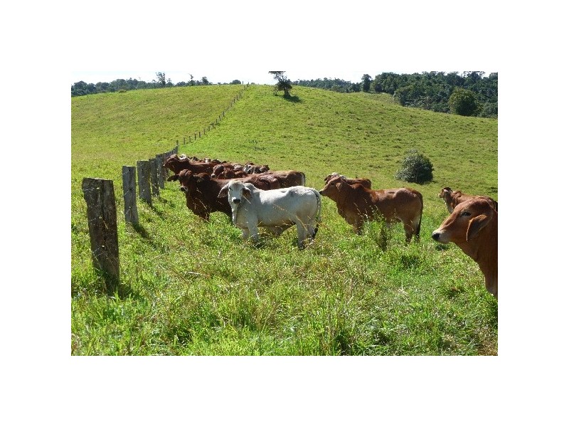 Millaa Millaa QLD 4886