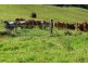 Millaa Millaa QLD 4886