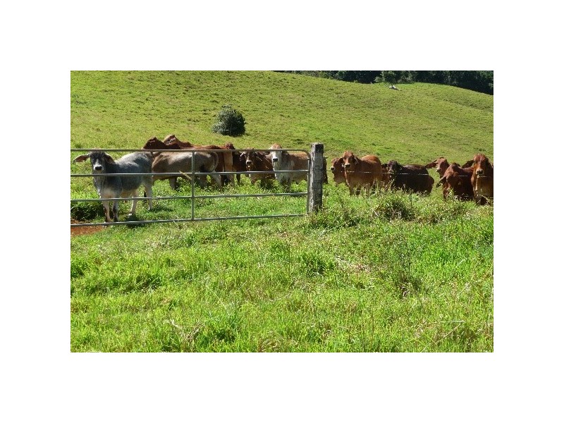 Millaa Millaa QLD 4886