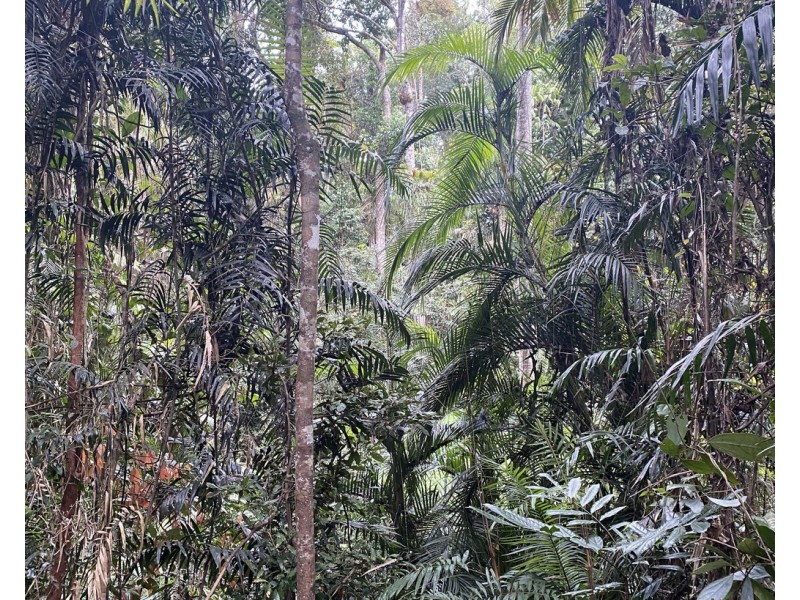 Millaa Millaa QLD 4886