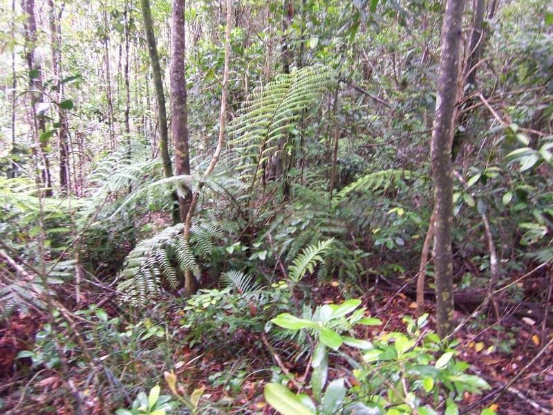 Ravenshoe QLD 4888