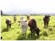 Malanda QLD 4885