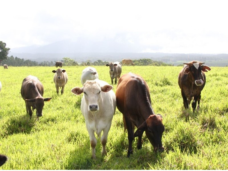 Malanda QLD 4885
