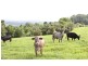 Malanda QLD 4885
