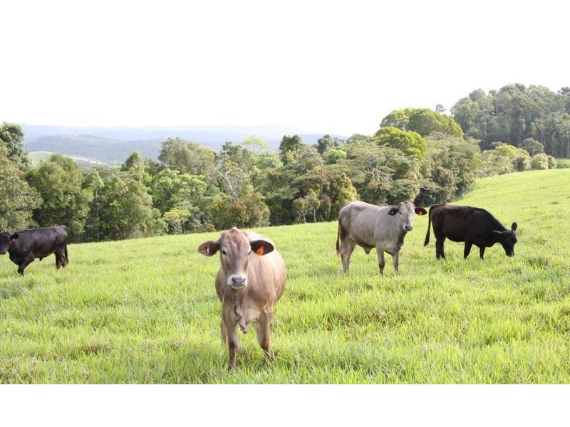 Malanda QLD 4885