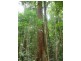 412 Hogan Rd, Malanda QLD 4885
