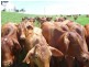412 Hogan Rd, Malanda QLD 4885