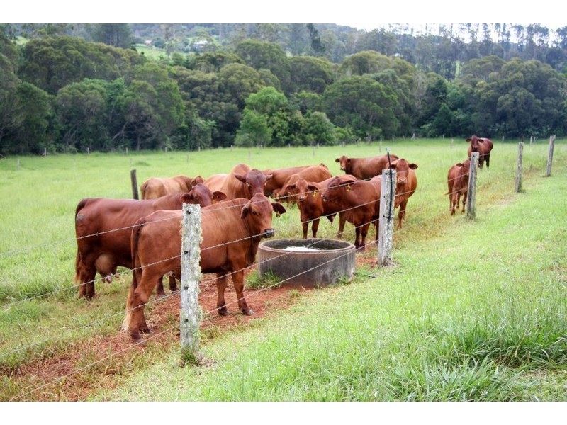 Yungaburra QLD 4884
