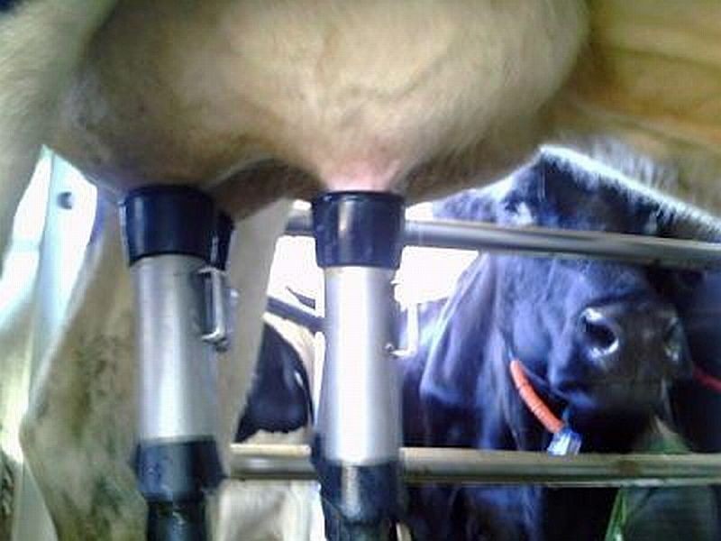 Millaa Millaa QLD 4886