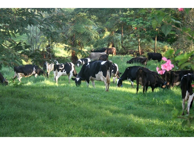 Millaa Millaa QLD 4886