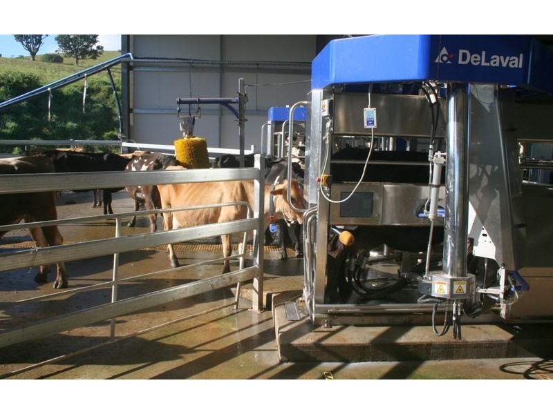 Millaa Millaa QLD 4886