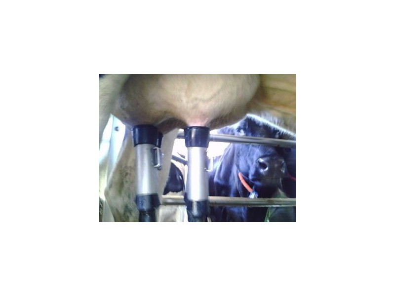 Millaa Millaa QLD 4886