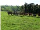 Millaa Millaa QLD 4886
