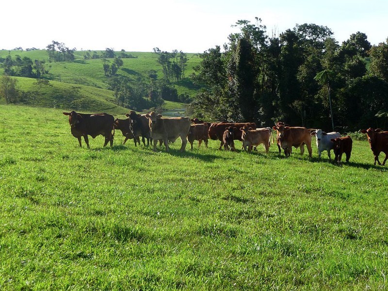 Millaa Millaa QLD 4886
