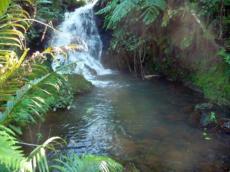Millaa Millaa QLD 4886