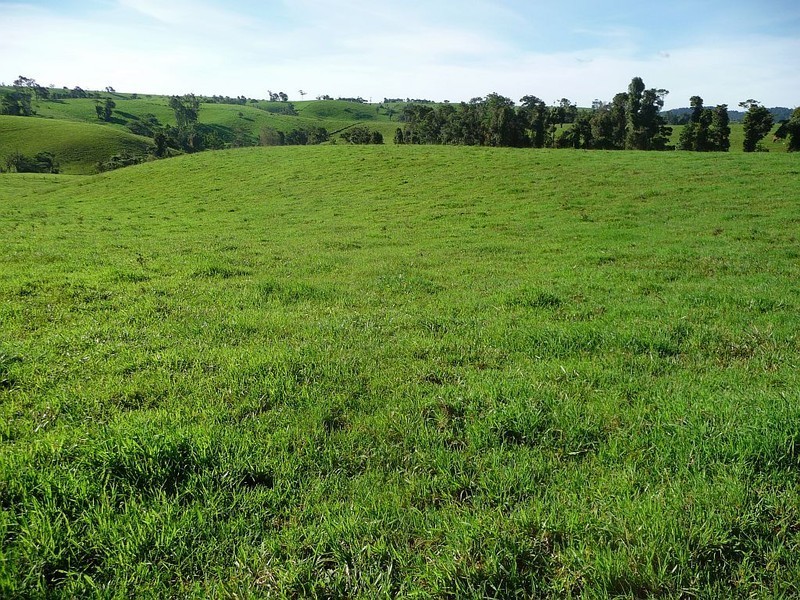 Millaa Millaa QLD 4886