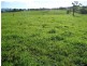 Millaa Millaa QLD 4886