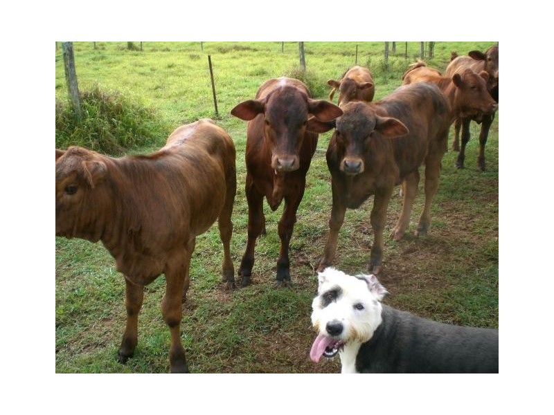 Millaa Millaa QLD 4886