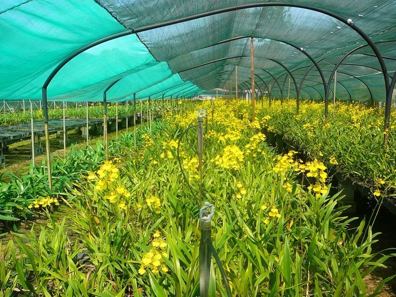 298 Fumar Rd, Mareeba QLD 4880