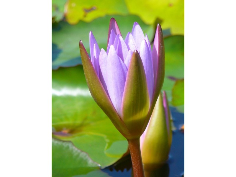 298 Fumar Rd, Mareeba QLD 4880