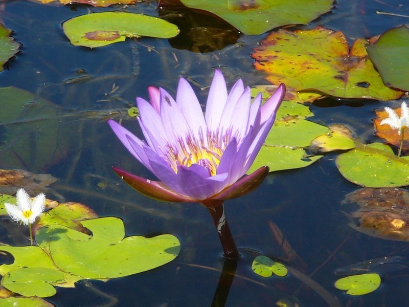 298 Fumar Rd, Mareeba QLD 4880