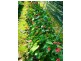 298 Fumar Rd, Mareeba QLD 4880