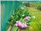 298 Fumar Rd, Mareeba QLD 4880
