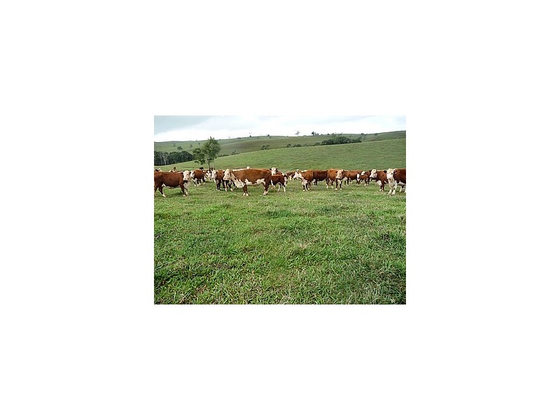 Malanda QLD 4885