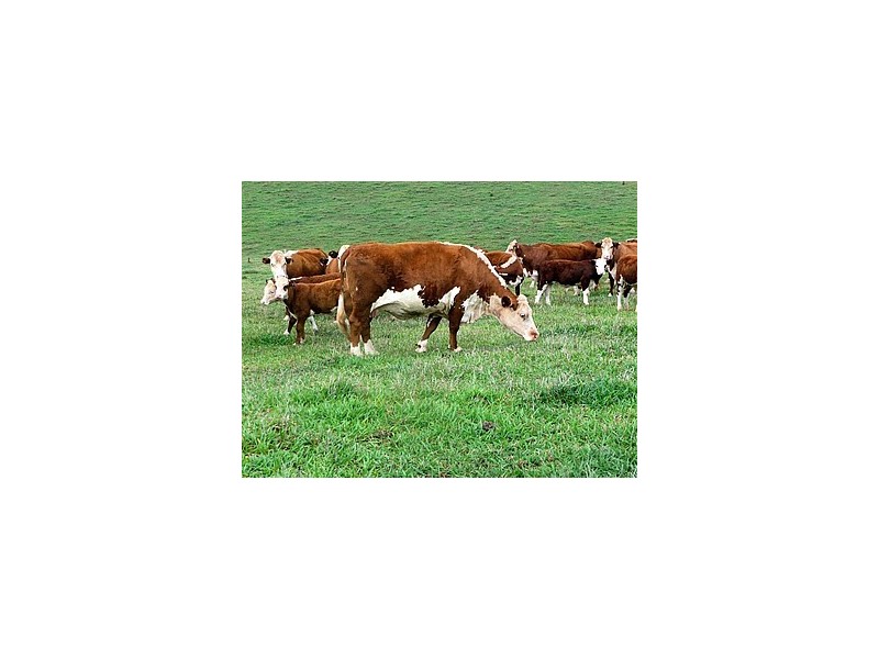 Malanda QLD 4885