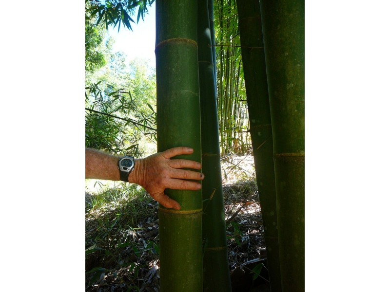 Millaa Millaa QLD 4886