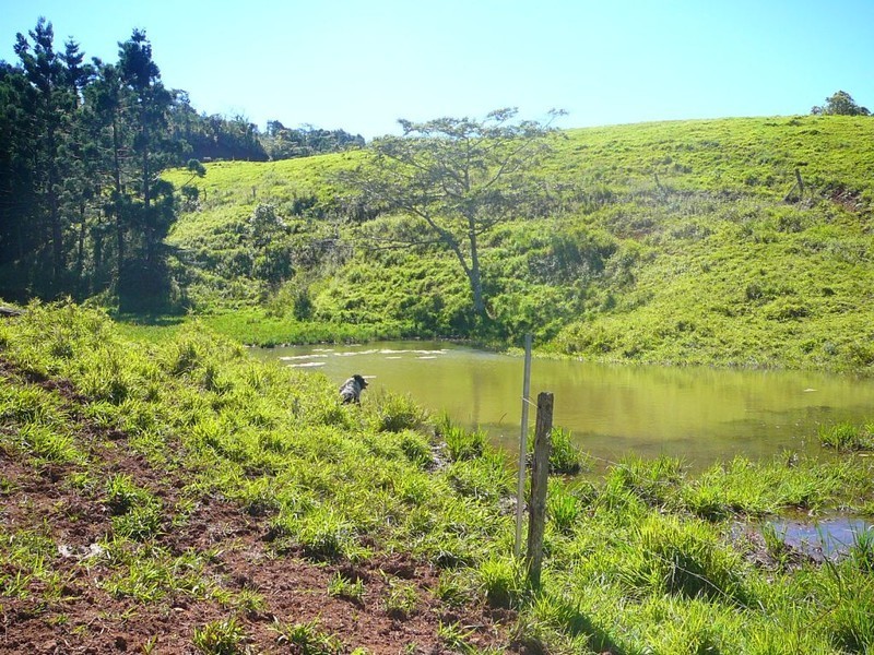 Millaa Millaa QLD 4886