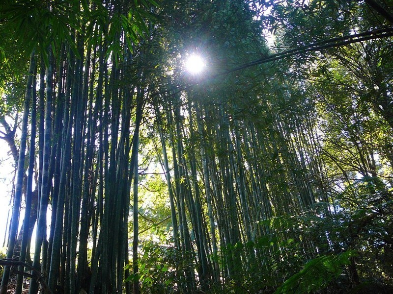 Millaa Millaa QLD 4886