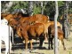 Croydon QLD 4871