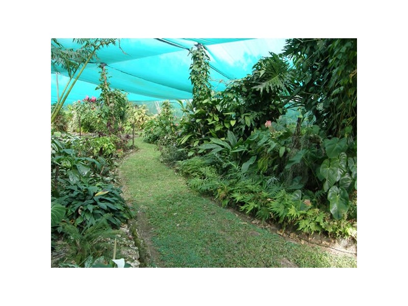 1828 Daintree Rd, Wonga QLD 4873