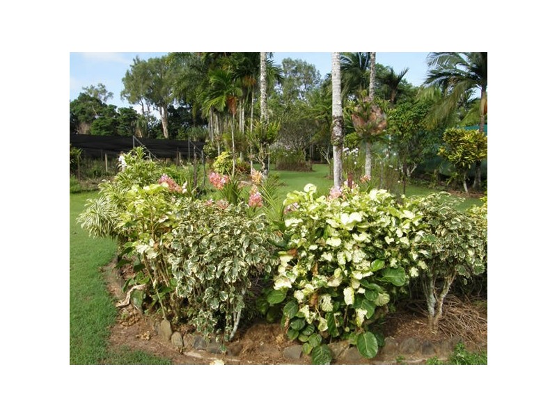1828 Daintree Rd, Wonga QLD 4873