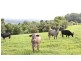 Butchers Creek QLD 4885