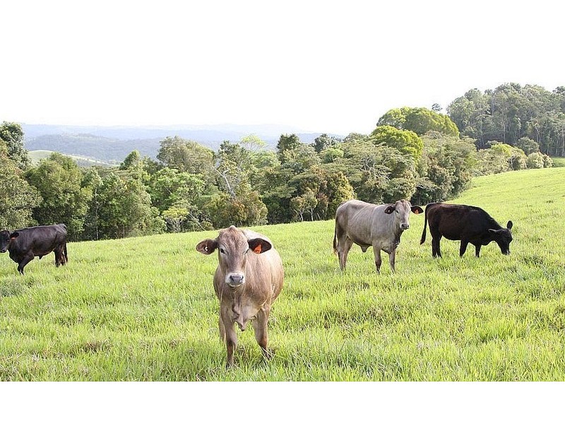 Butchers Creek QLD 4885