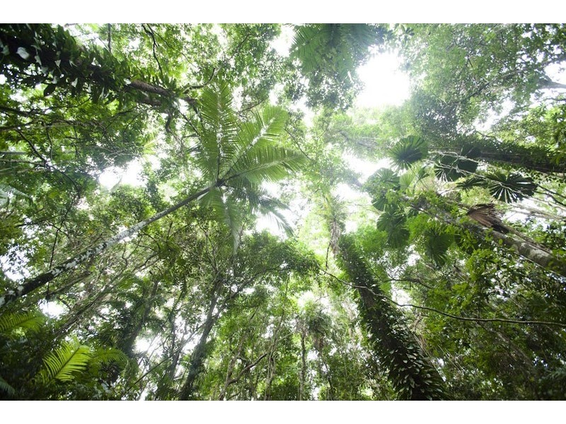 Lot 5  Buchanan Creek Rd, Cow Bay QLD 4873