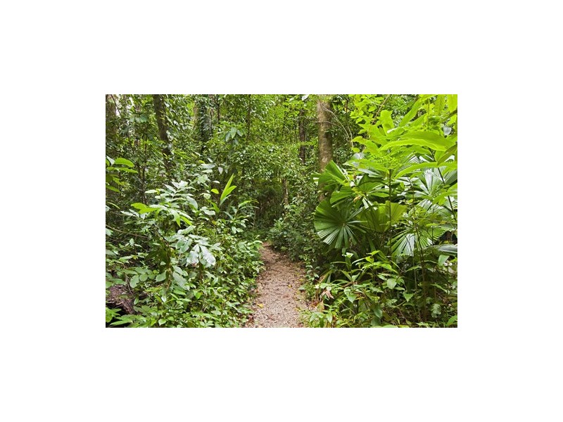 Lot 5  Buchanan Creek Rd, Cow Bay QLD 4873