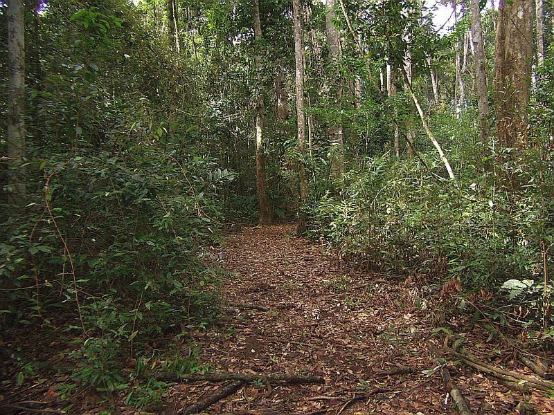 Malanda QLD 4885
