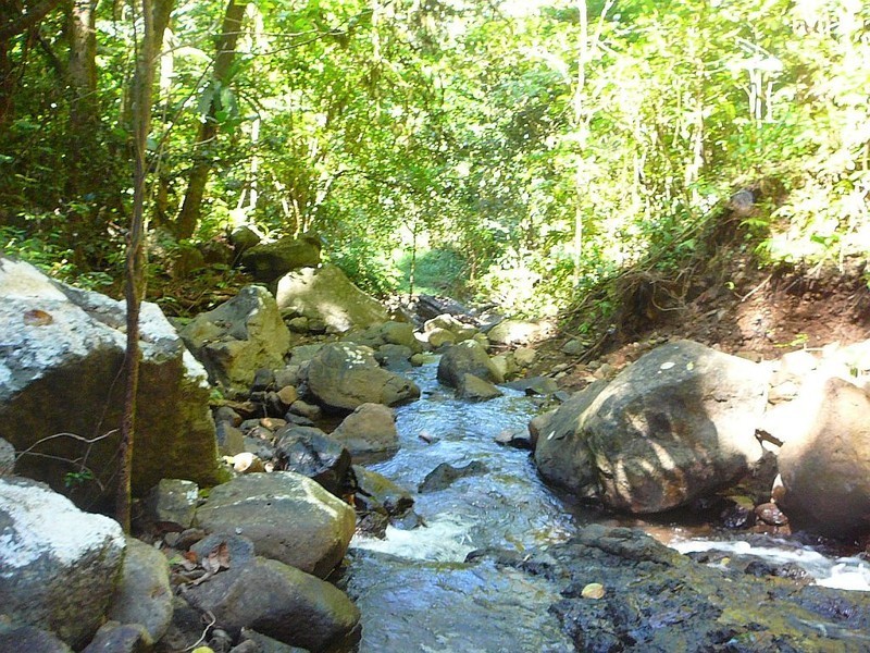 Millaa Millaa QLD 4886