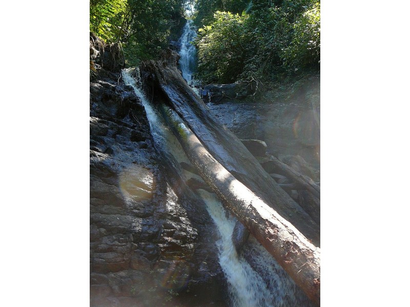 Millaa Millaa QLD 4886