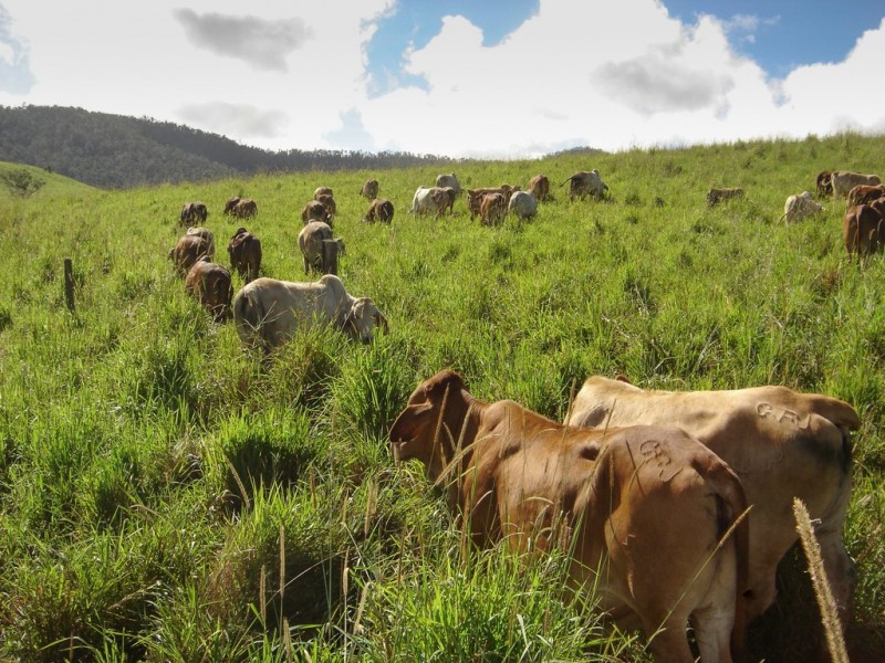 Millaa Millaa QLD 4886