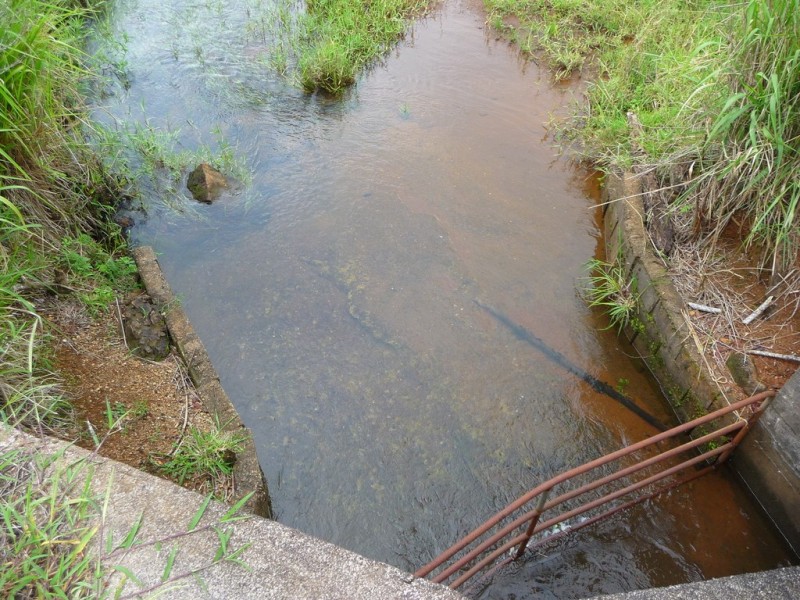 Millaa Millaa QLD 4886